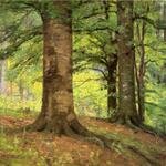 Steele_Theodore_Clement_Beech_Trees