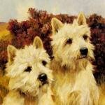 Wardle_Arthur_Jacque_And_Jean_Champion_Westhighland_White_Terriers