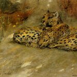 Wardle_Arthur_Study_Of_East_African_Leopards