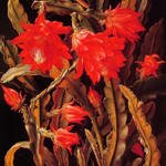 Cactus with Scarlet Blossoms