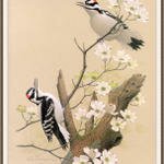 Sj_WbZ_03_Hairy_Woodpecker