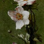 Bednar_Otto_Carnations