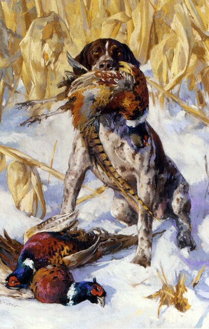 Pater Andre A Pointer And A Pheasant