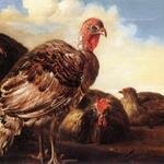 CUYP_Aelbert_Domestic_Fowl