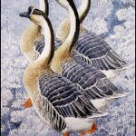 CharlesTunnicliffe-Index06-Chinese_Geese_je