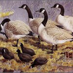 CharlesTunnicliffe-Index08-Canadas_And_Coots_je