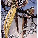 CharlesTunnicliffe-Index10-Reeve%27s_Pheasants_je