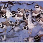 CharlesTunnicliffe-Index13-RingedPlovers_je