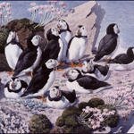 Charles_Tunnicliffe-Index04-PuffinColony_je