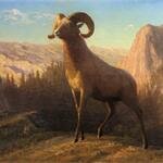 Bierstadt_Albert_A_Rocky_Mountain_Sheep_Ovis_Montana