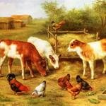 Hunt_Edgar_Calves_And_Chickens_Feeding_In_A_Farmyard