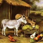 Hunt_Edgar_Chickens_And_Donkeys_Feeding_Outside_A_Barn