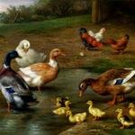 Hunt_Edgar_Chickens_Ducks_And_Ducklings_Paddling