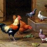 Hunt_Edgar_Chickens_Pigeons_And_A_Dove