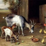 Hunt_Edgar_Goats_And_Poultry