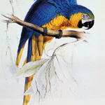 Lear_Edward_Blue_And_Yellow_Macaw