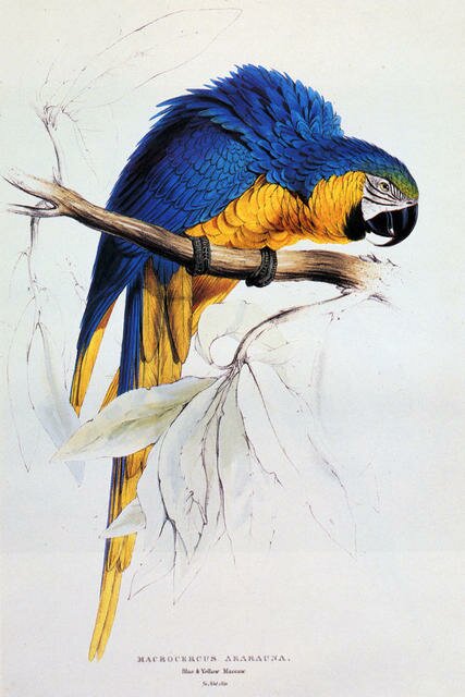 Lear_Edward_Blue_And_Yellow_Macaw