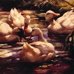 Ducks_in_a_Forest_Pond