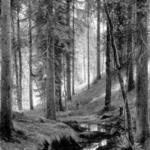 Shishkin_Ivan_Stream_by_a_Forest_Slope