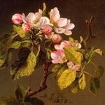 Apple_Blossoms_CGF