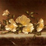 Heade_Martin_Johnson_Cherokee_Roses_On_A_Light_Gray_Cloth