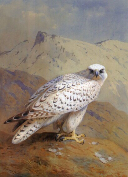 A_Greenland_or_Gyr_Falcon