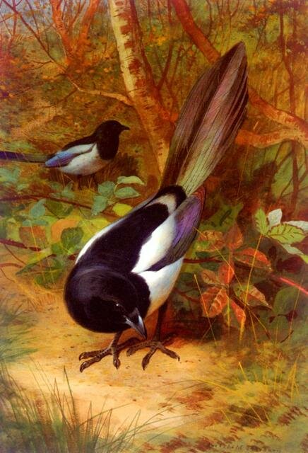 Thorburn_Archibald_Magpies