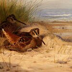 Thornburn_Archibald_Woodcock_Nesting_On_A_Beach