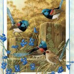 p-Australian_Birds_Cal2003_05